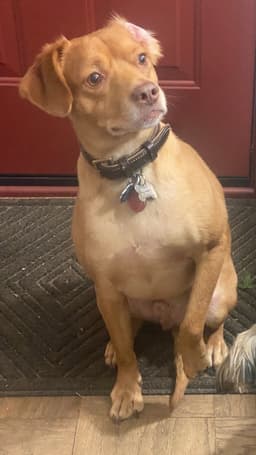 Peanut- Big Hearted Boy image 3