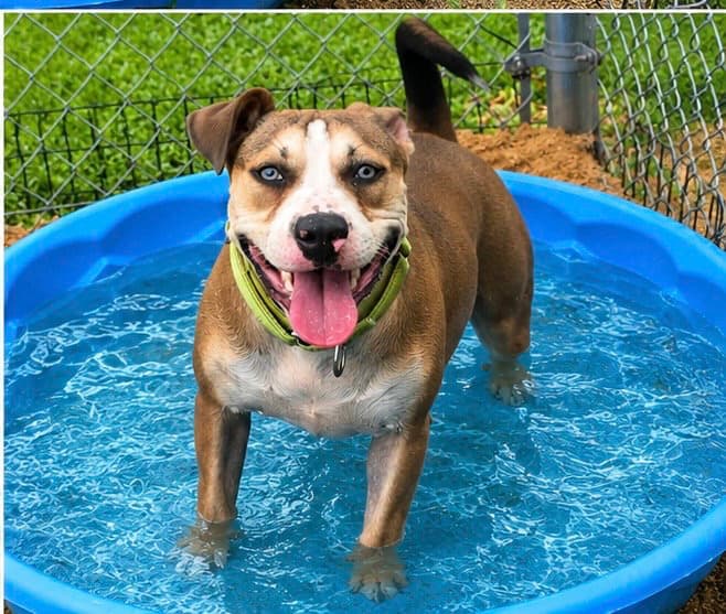 Rya- Total Lovebug - American Pit Bull Terrier