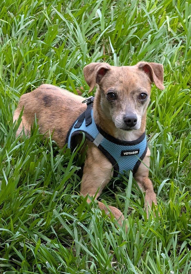 Moochie- Affectionate Love Bug - Chihuahua