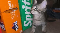 Zippo - Will Zip Right Into Your Heart image 4