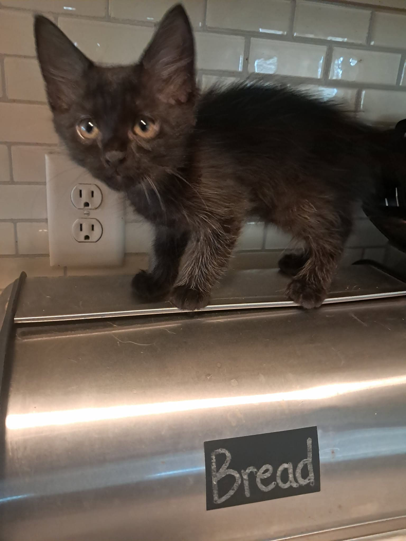 Bear - Can Barely Wait To Crawl Into Your Heart - American Shorthair