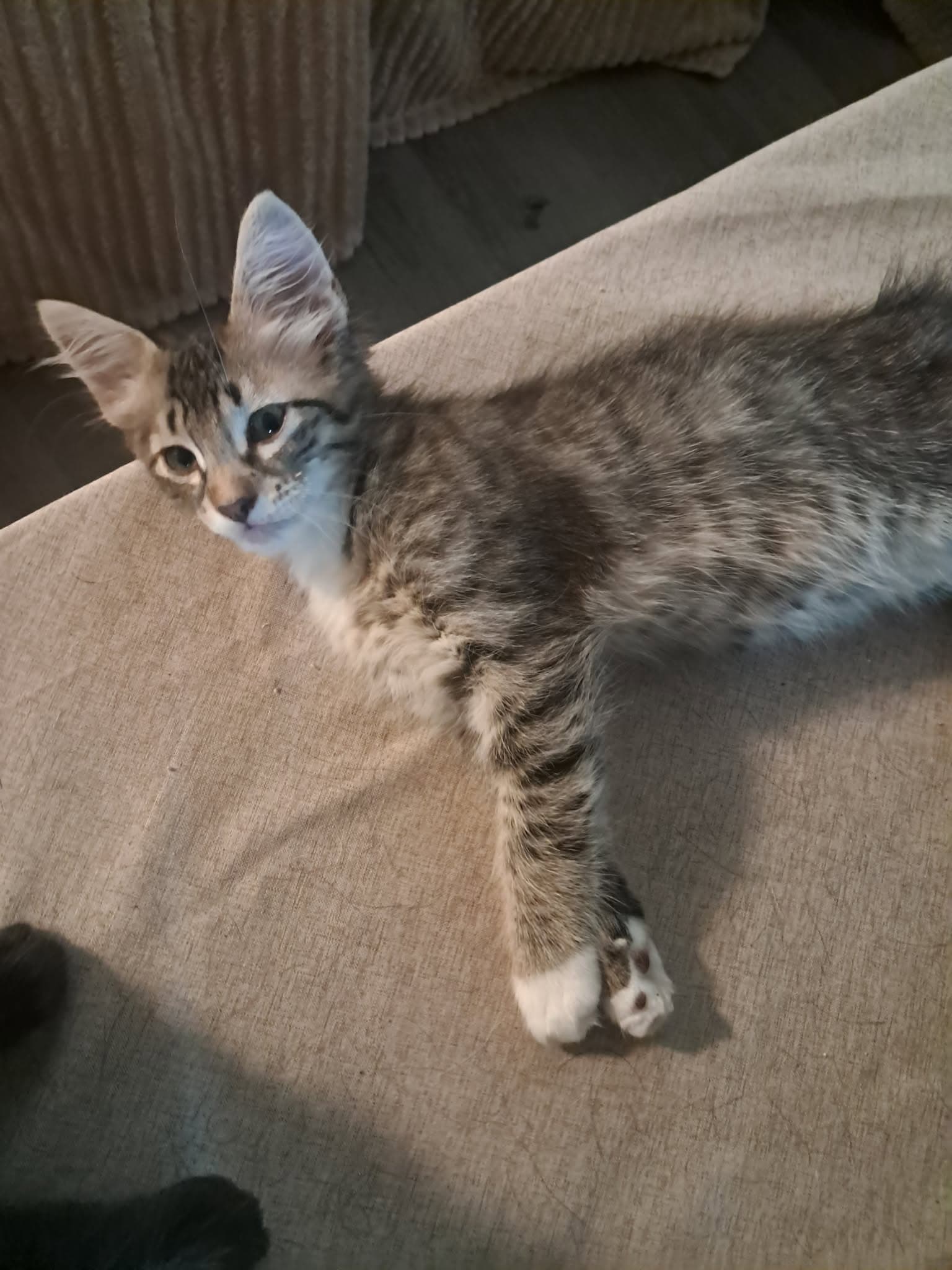 Maverick - Looking For His Goose - American Shorthair