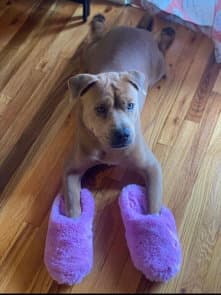 Bruiser - Shar Pei