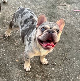 Rex- Frenchie Love image 1