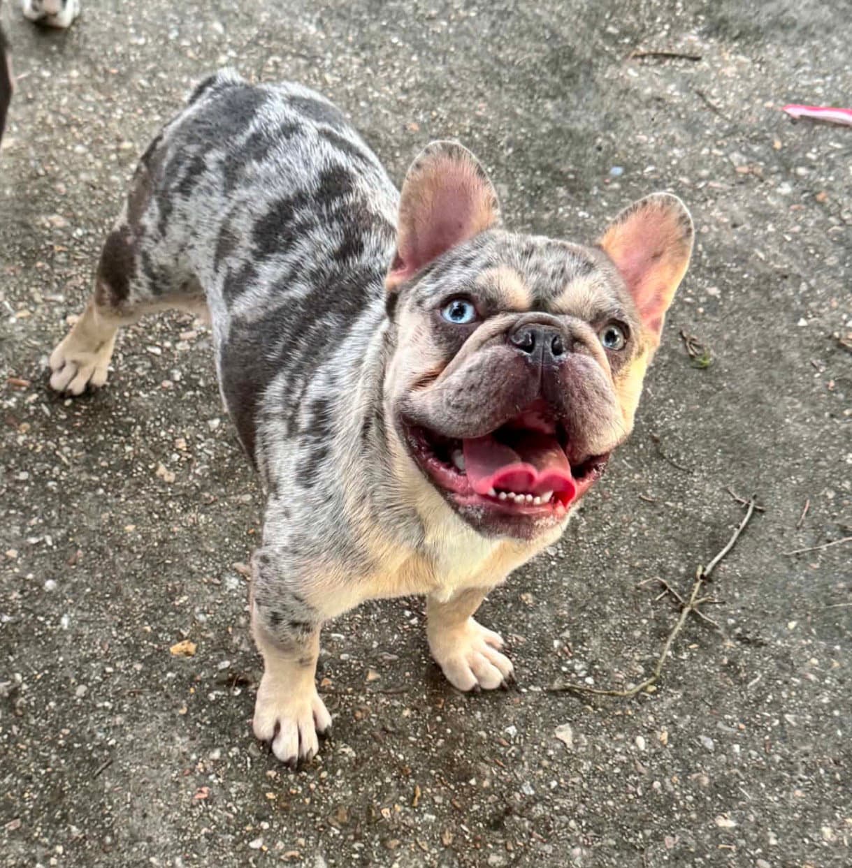 Rex- Frenchie Love - French Bulldog