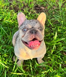 Rex- Frenchie Love image 2