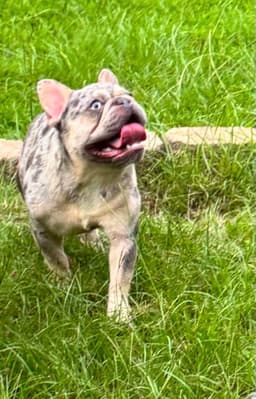 Rex- Frenchie Love image 3