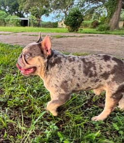 Rex- Frenchie Love image 4
