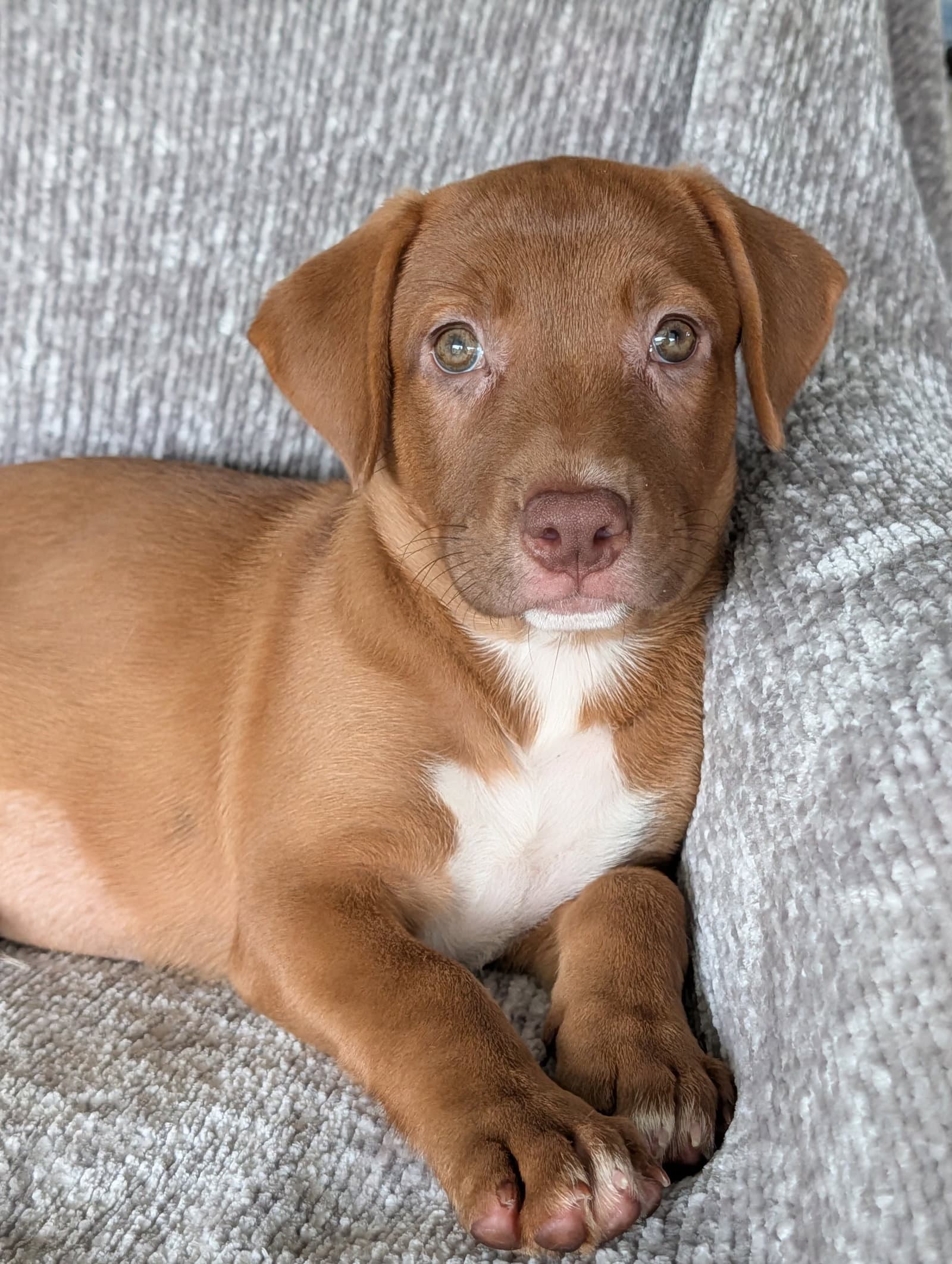 Ginger- The Red Puppy - Labrador Retriever