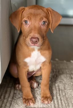 Ginger- The Red Puppy image 2