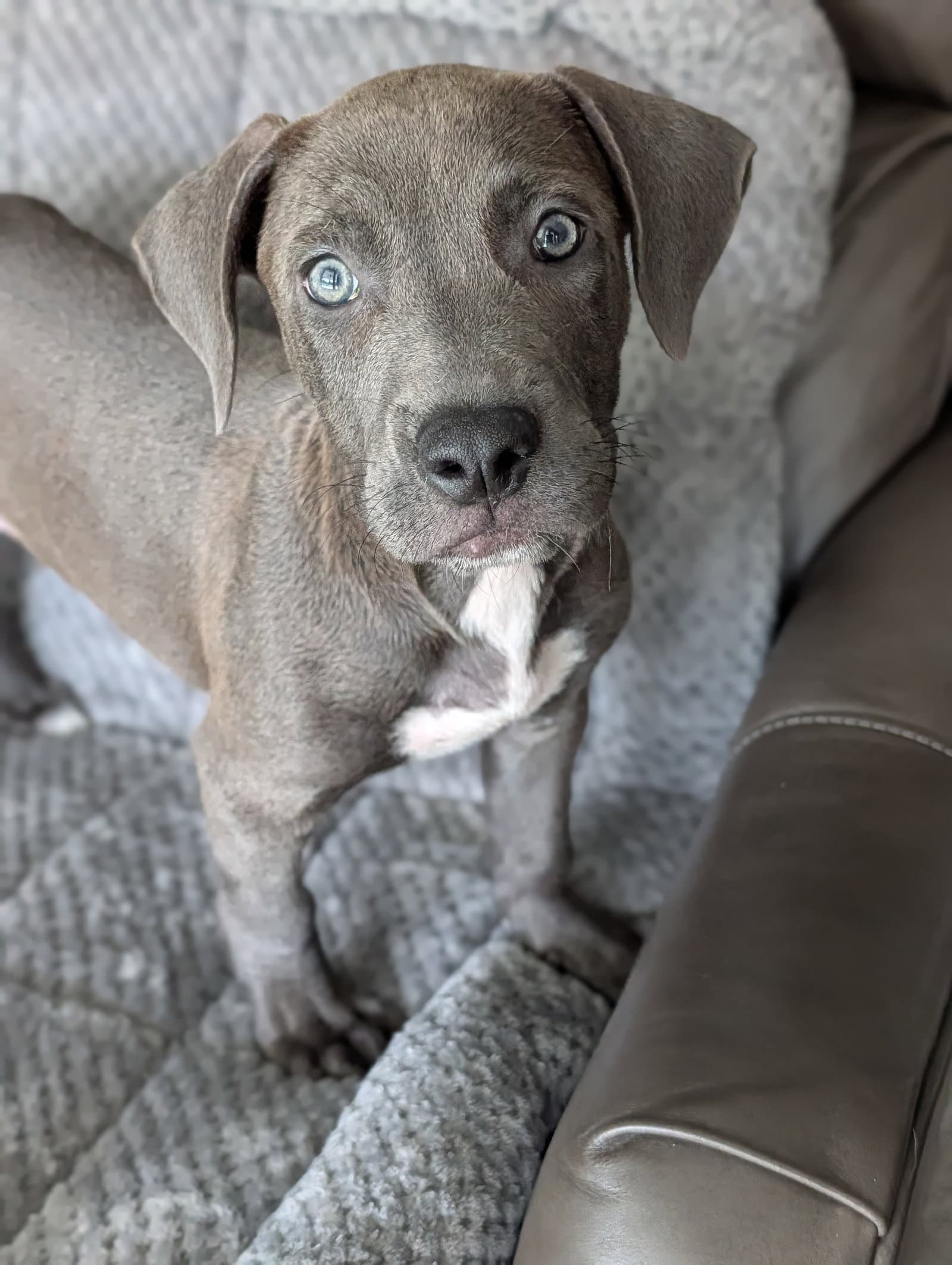 Blue- The Grey Puppy - Labrador Retriever