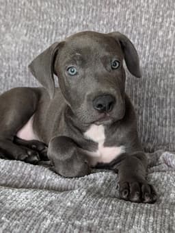 Blue- The Grey Puppy image 2