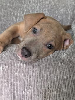 Violet- The Fawn Puppy image 1
