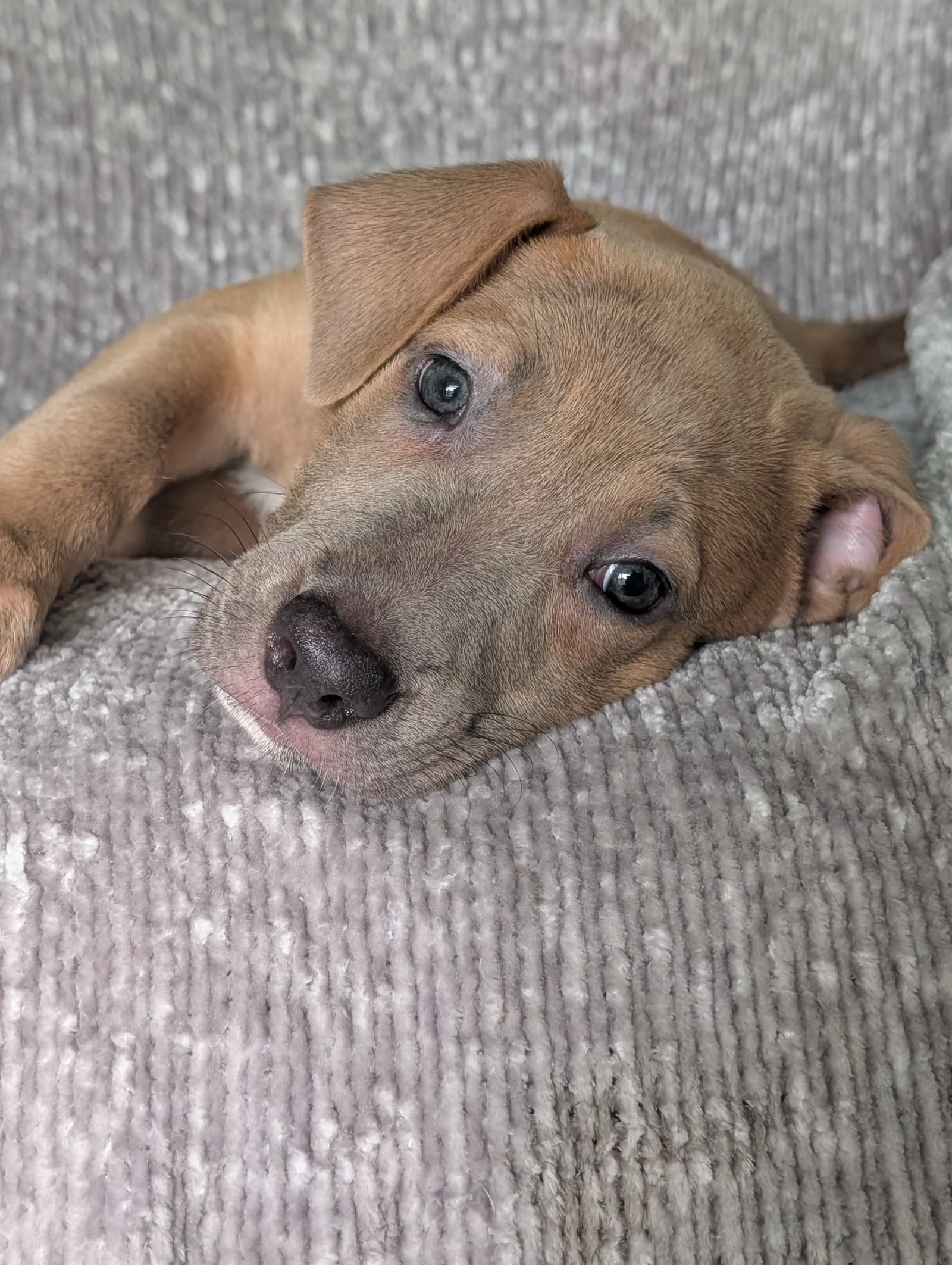 Violet- The Fawn Puppy - Labrador Retriever