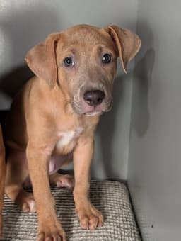 Violet- The Fawn Puppy image 2