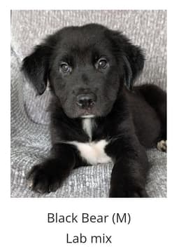 Bear- The Black Fluffy Puppy image 1