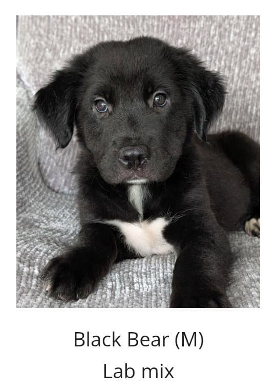 Bear- The Black Fluffy Puppy
