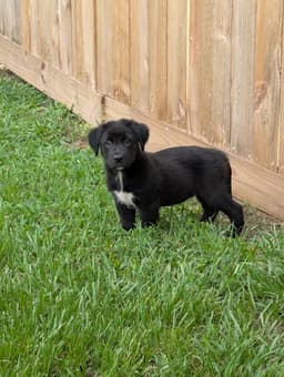 Bear- The Black Fluffy Puppy image 2