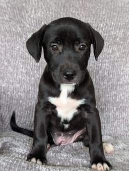Heidi- The Black And White Puppy image 1