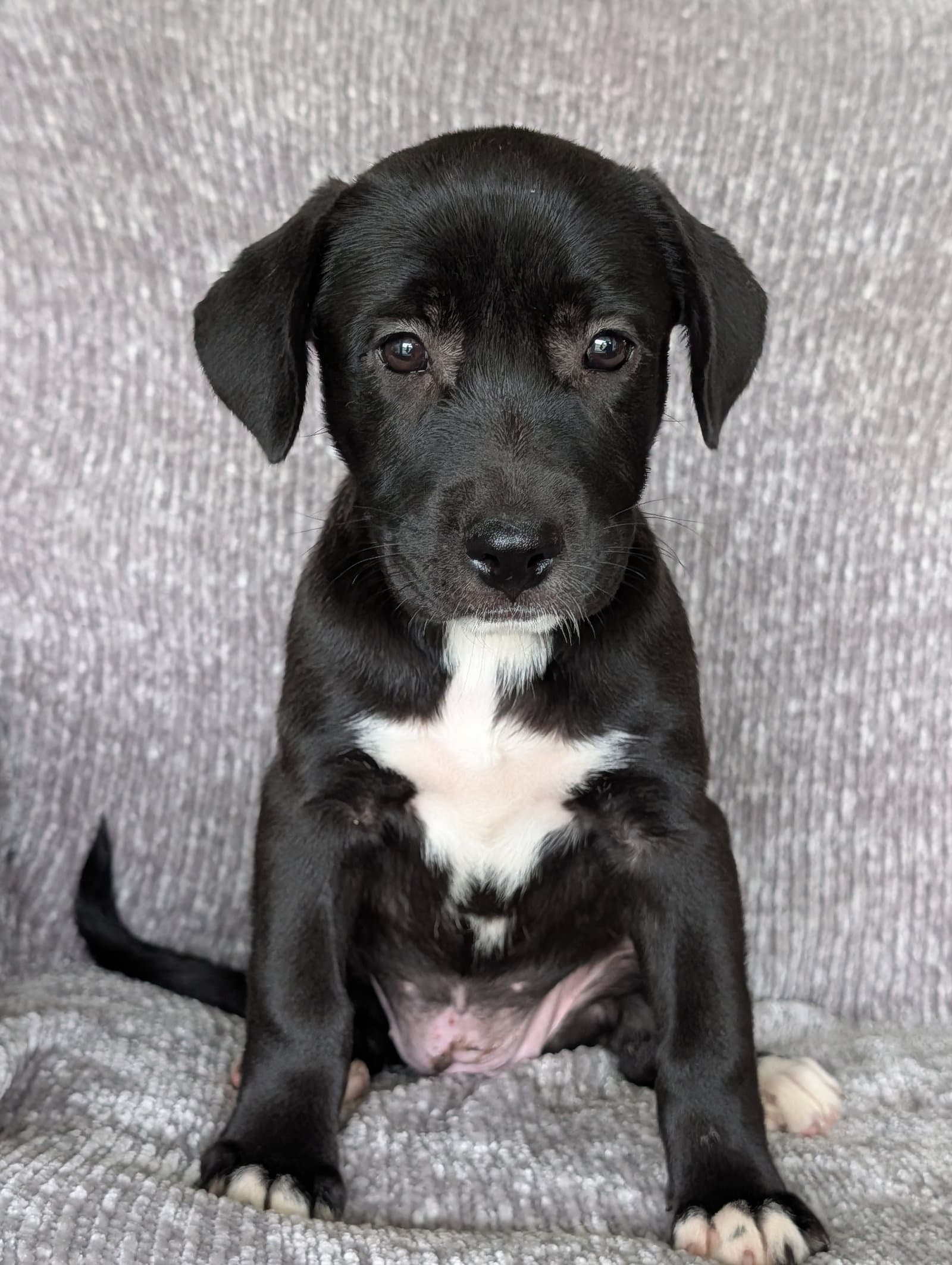 Heidi- The Black And White Puppy - Labrador Retriever