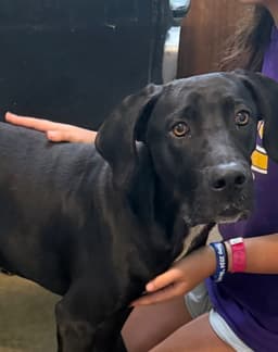 Rex - Great Dane Boy image 1