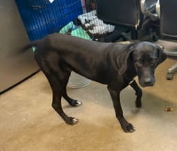 Rex - Great Dane Boy image 2