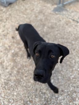 Rex - Great Dane Boy image 3