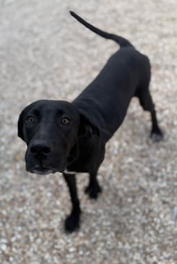 Rex - Great Dane Boy image 4