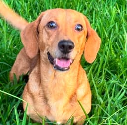 Rufus image 1