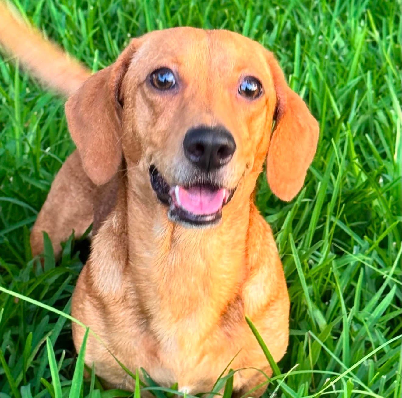 Rufus - Dachshund
