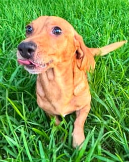 Rufus image 3