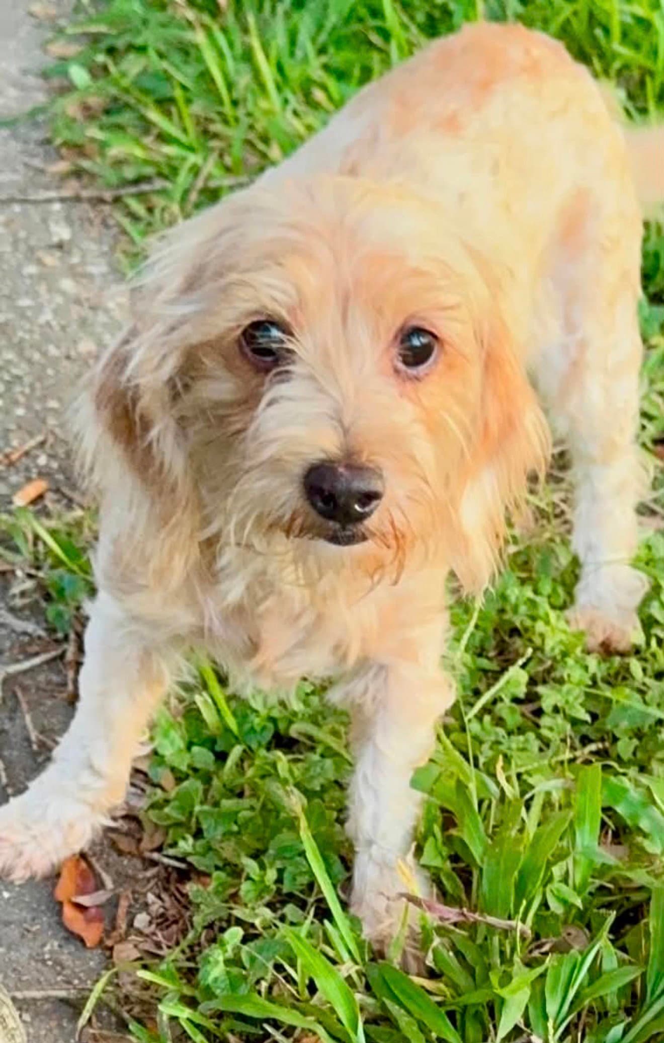 Izzy - Scruffy Cutness - Dachshund