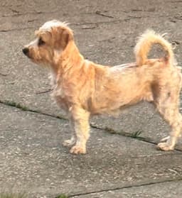 Izzy - Scruffy Cutness image 3