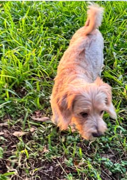 Izzy - Scruffy Cutness image 4