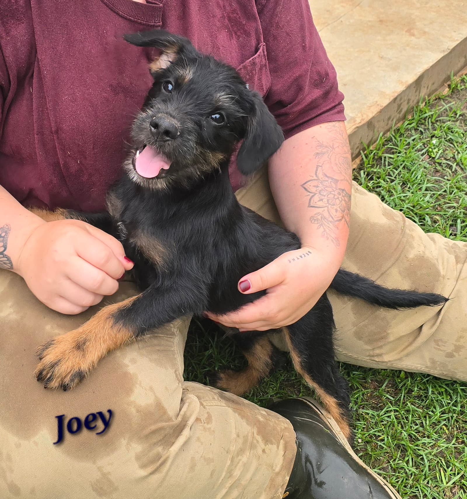 Joey- Scruffy Cuteness - Scottish Terrier Scottie