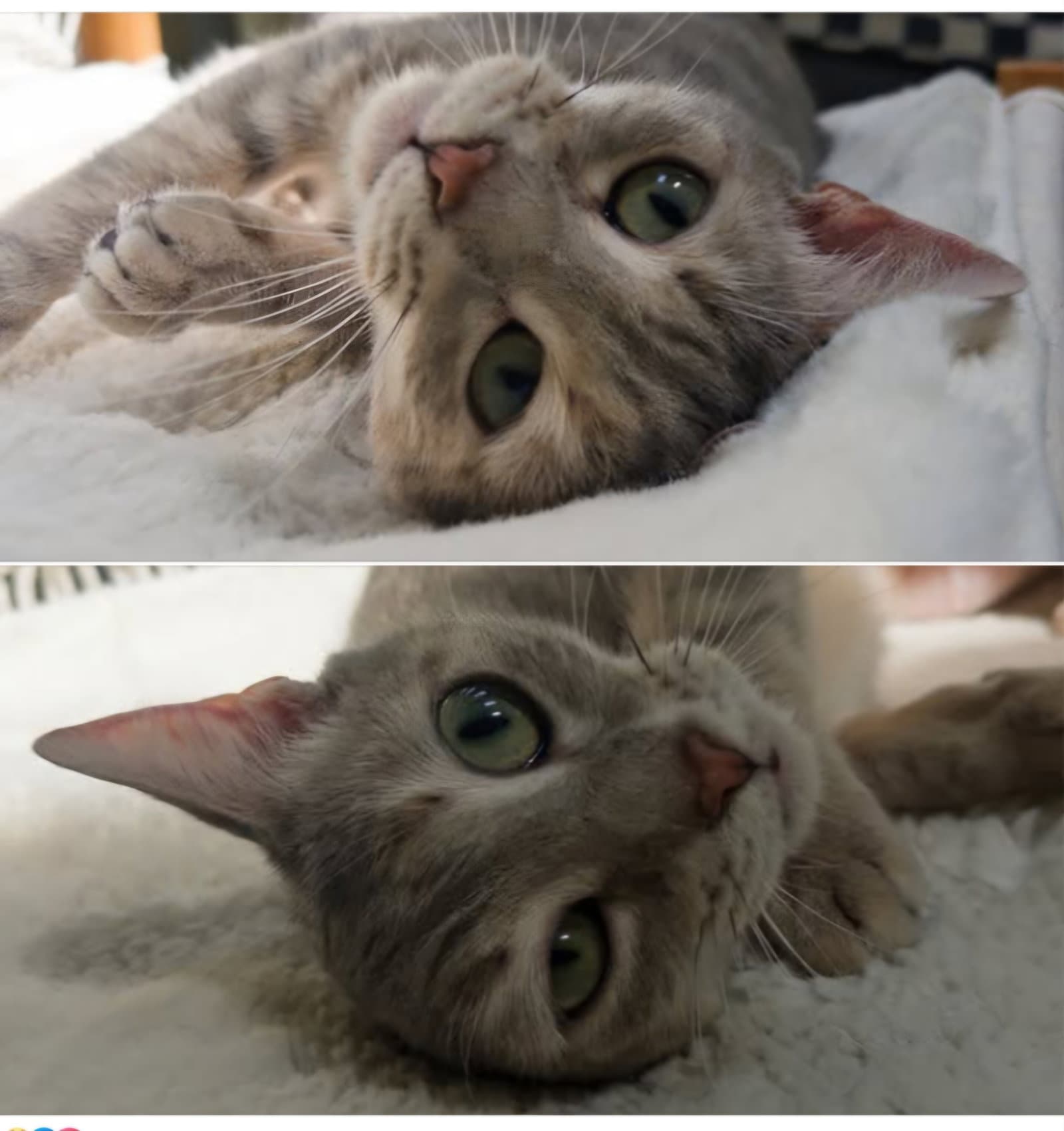 Misscoming Soon - Domestic Short Hair