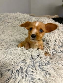 Stella - Tiny Treasure image 1