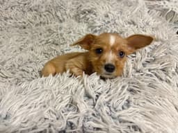 Stella - Tiny Treasure image 2