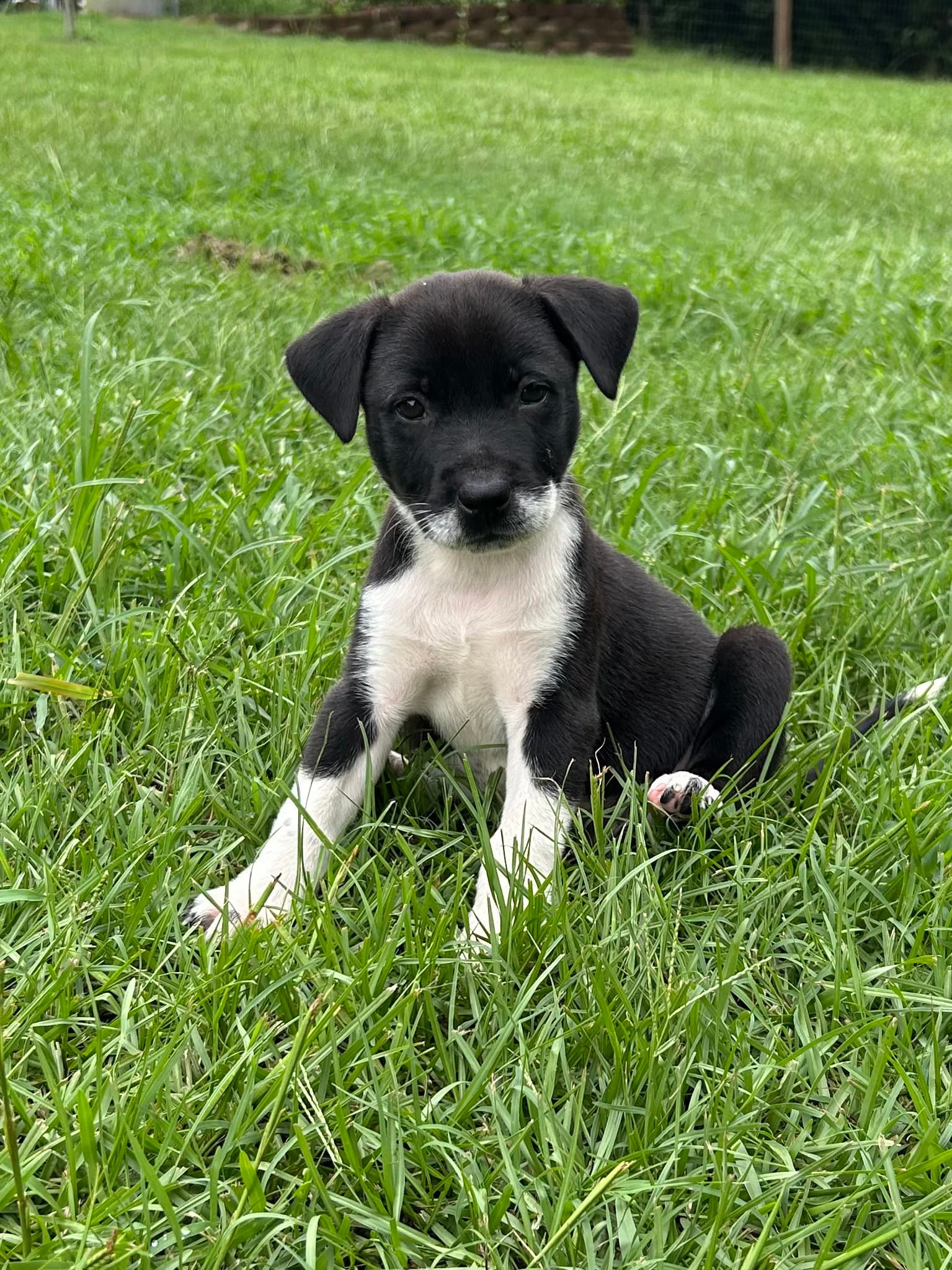 Loretta - Labrador Retriever