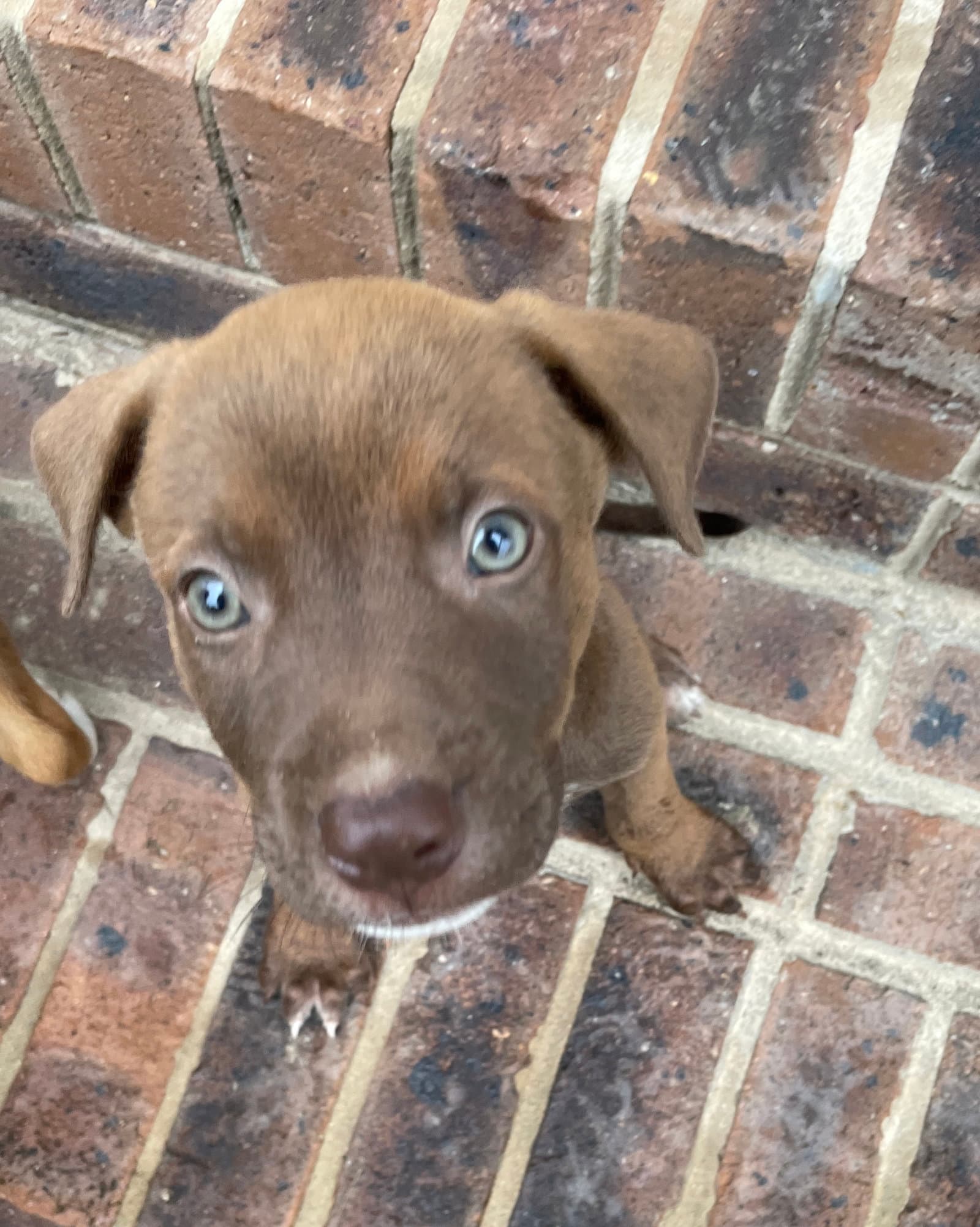 Willie - Labrador Retriever