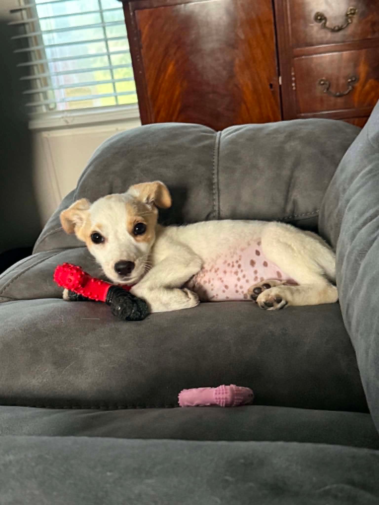 Sundae- As Sweet As Her Name - Jack Russell Terrier