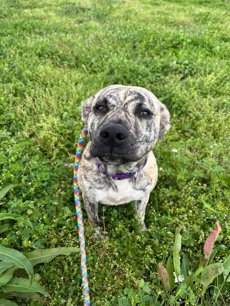 Lisa- Loving Goofball - American Staffordshire Terrier
