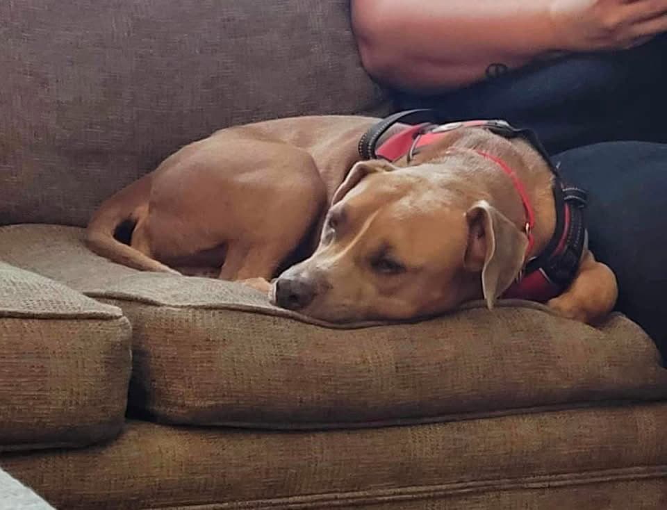 Ace- Lovinglaid Back Pittie
