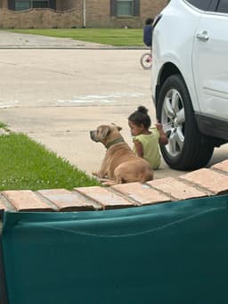 Ace- Lovinglaid Back Pittie image 3