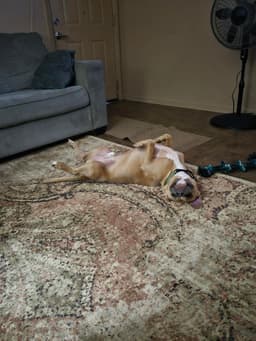 Ace- Lovinglaid Back Pittie image 4