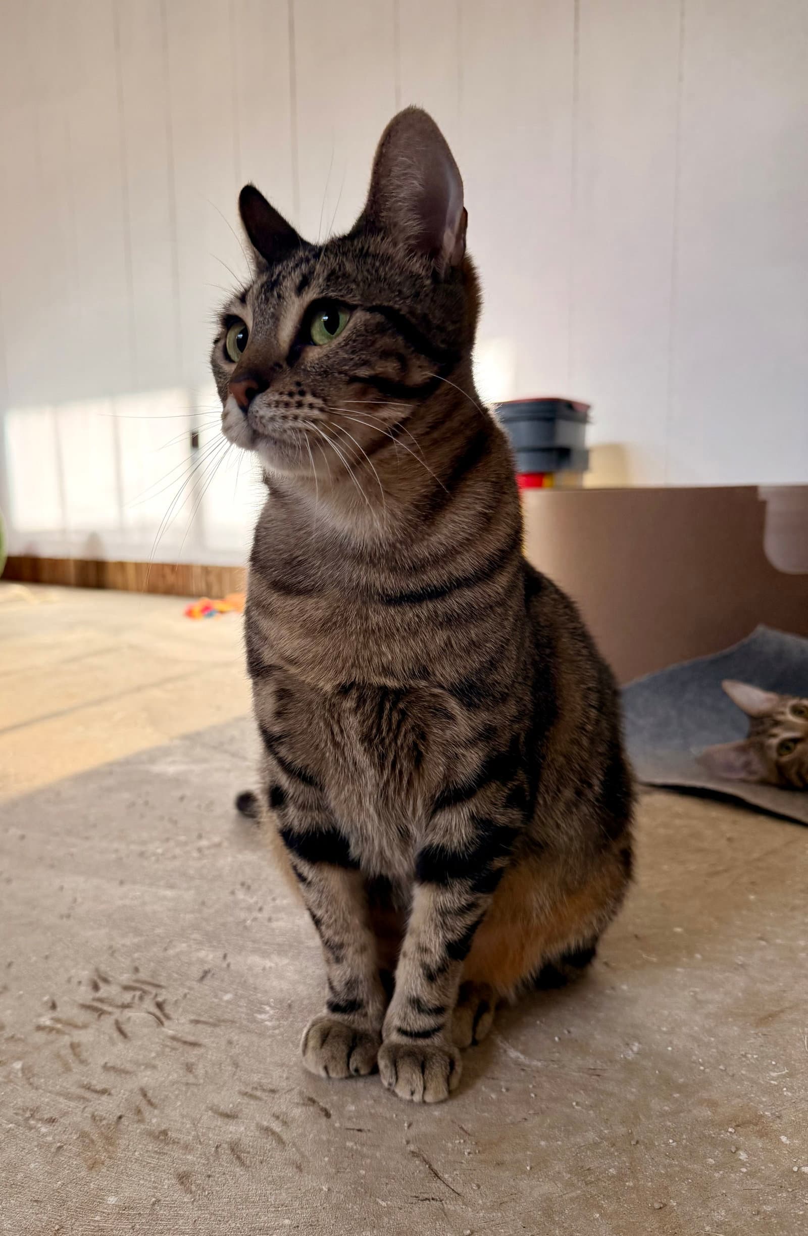 Luna - Domestic Short Hair