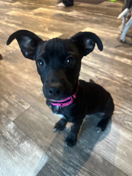 Duke - Tiny Pup Giant Personality - Chihuahua