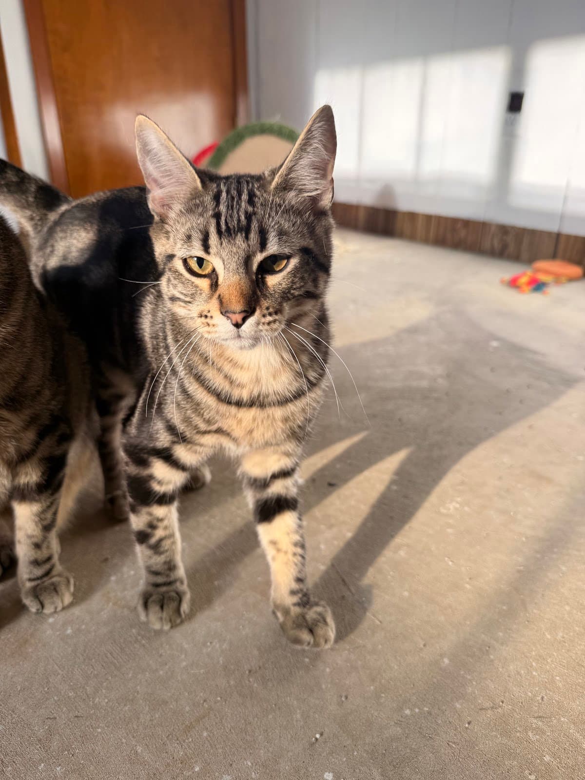 Biscuit - Domestic Short Hair