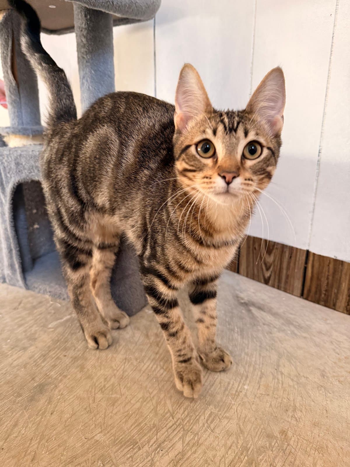 Waffle - Domestic Short Hair