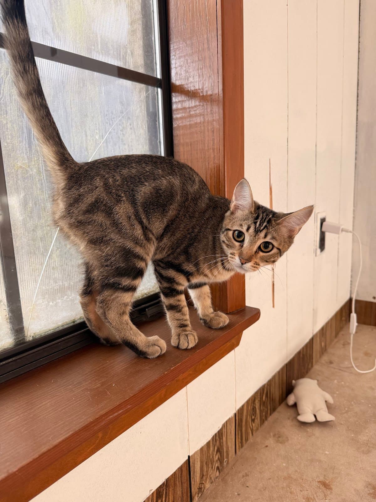 Maple - Domestic Short Hair